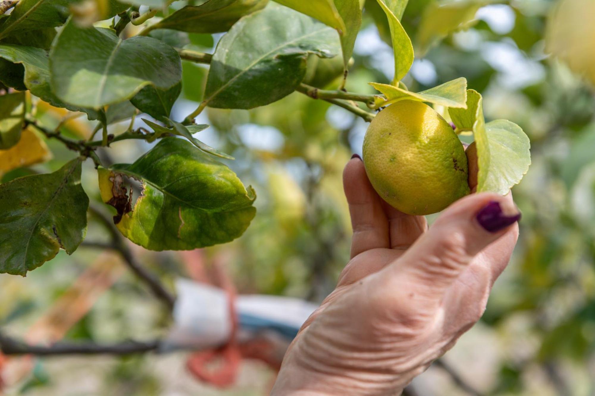 Macchia Verde Monte SantʼAngelo Εξωτερικό φωτογραφία